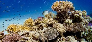 Rafy koralowe Oceanu Spokojnego miejscem życia milionów rodzajów bakterii