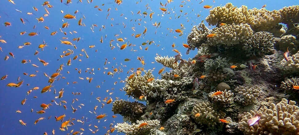 Ochrona koralowców