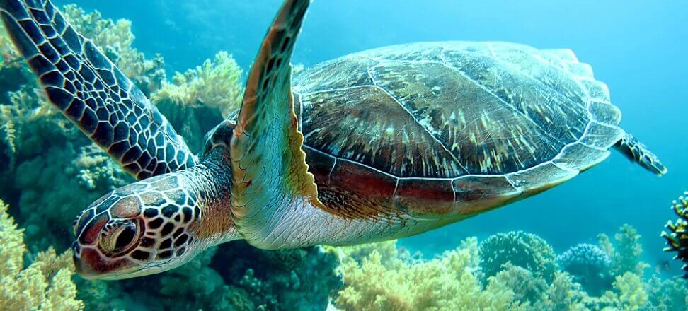 żółwie morskie