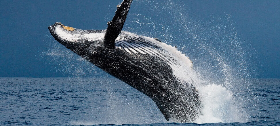 Światowy Dzień Wieloryba