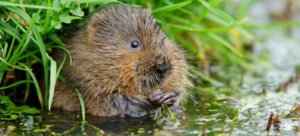 water voles
