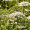 invasive species