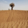 Successes in the fight against desertification - a spoonful of tar in a barrel of honey pustynnienie