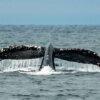 Is whale Timmy dead? Where does rescue end and animal torment begin Timmy